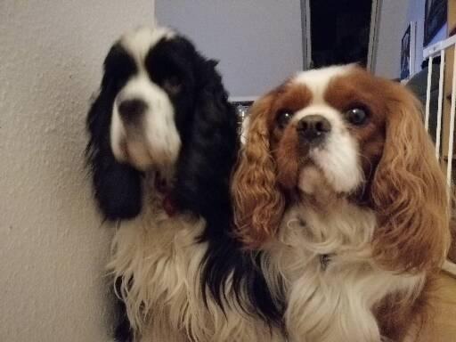 Amerikansk cocker spaniel Mary  billede 19