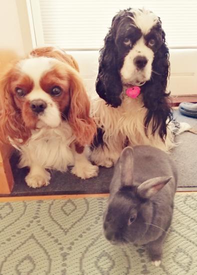 Amerikansk cocker spaniel Mary  billede 20