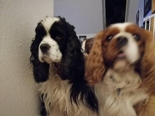 Amerikansk cocker spaniel Mary  billede 18