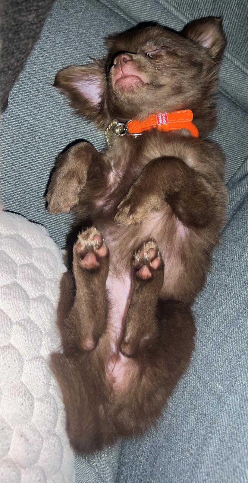 Chihuahua Nellie billede 19