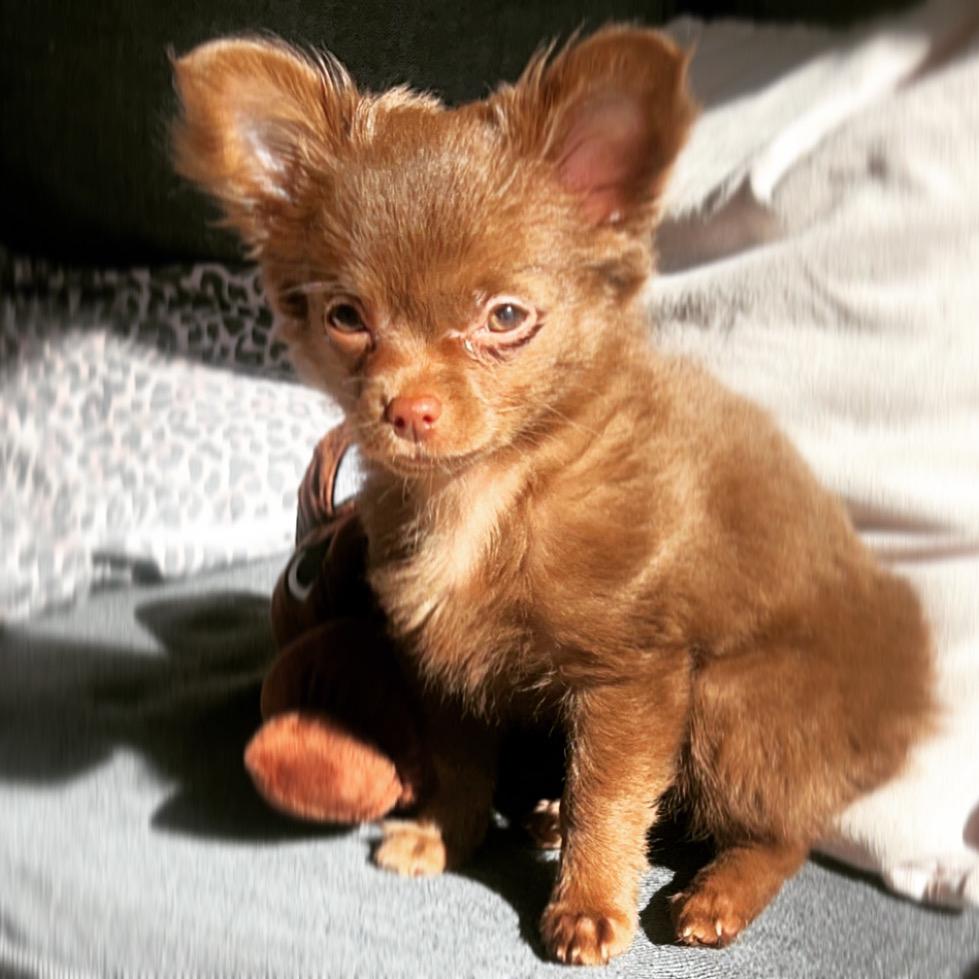 Chihuahua Nellie billede 20