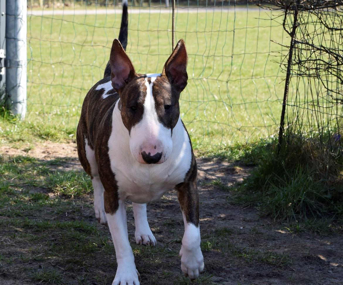 Bullterrier Else - 14 mdr billede 5