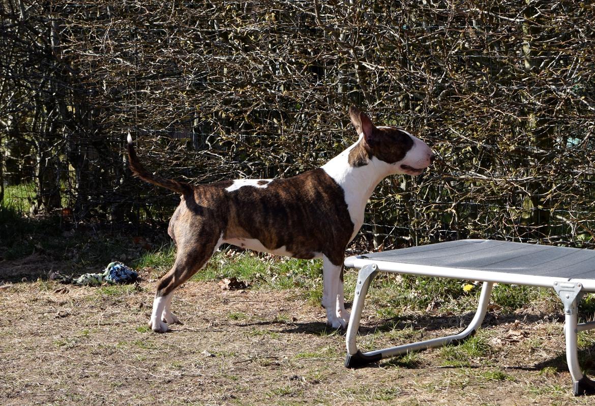 Bullterrier Else - 14 mdr billede 3