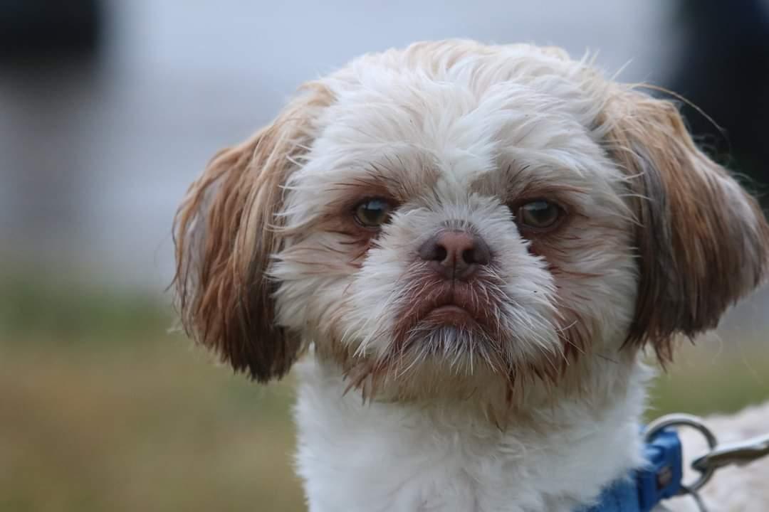 Shih tzu Carlo billede 1