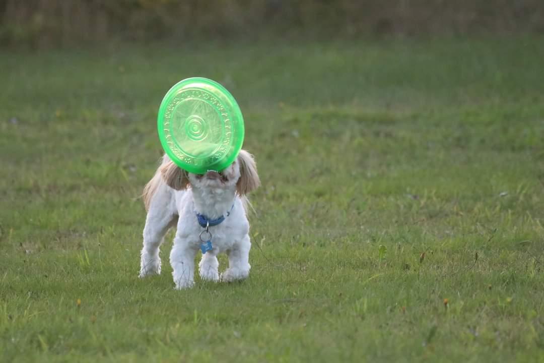 Shih tzu Carlo billede 4
