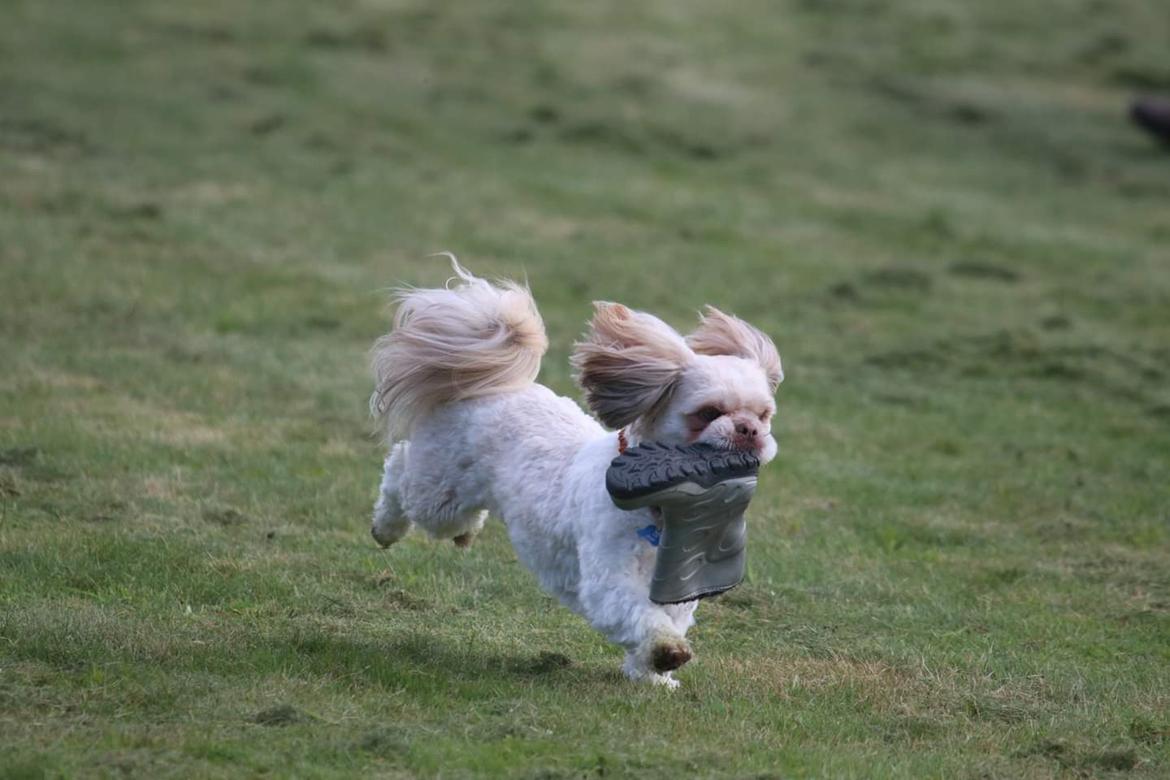 Shih tzu Carlo billede 5