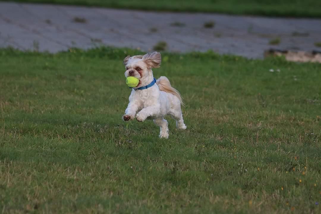 Shih tzu Carlo billede 3