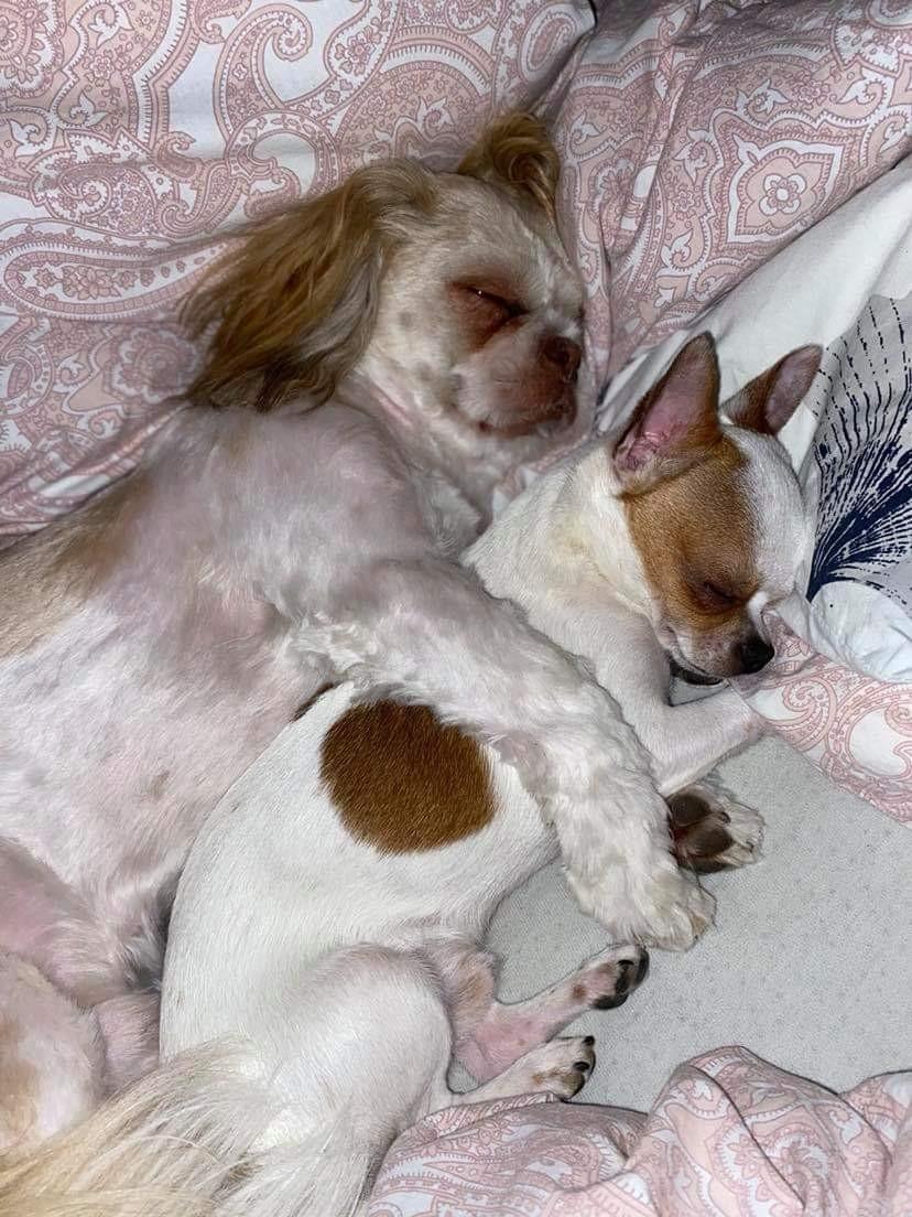 Shih tzu Carlo billede 10
