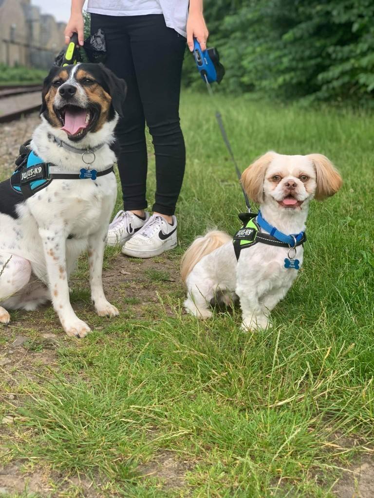Shih tzu Carlo billede 11