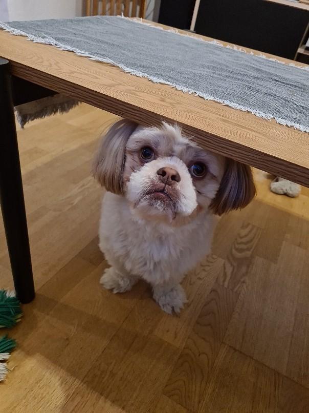 Shih tzu Carlo billede 13