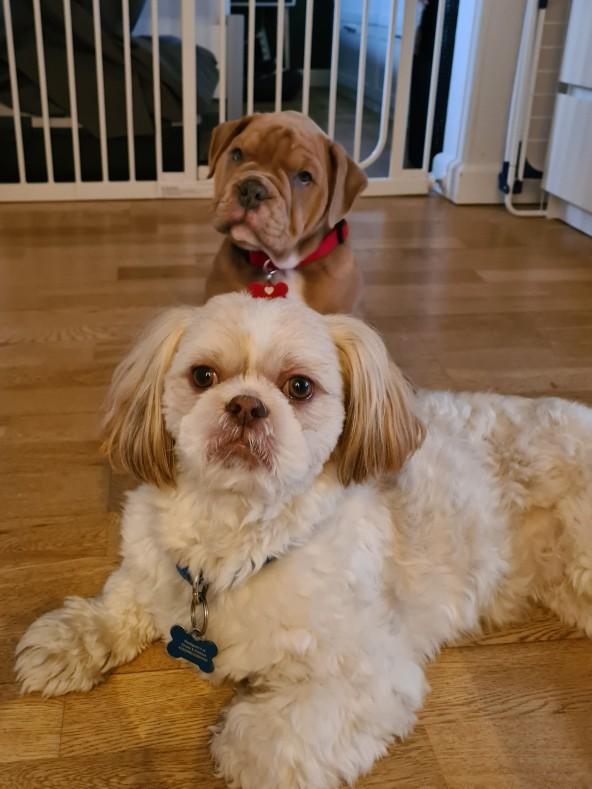 Shih tzu Carlo billede 14
