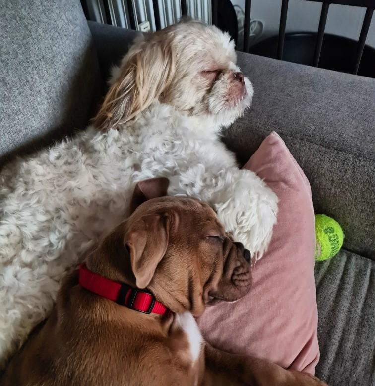 Shih tzu Carlo billede 15