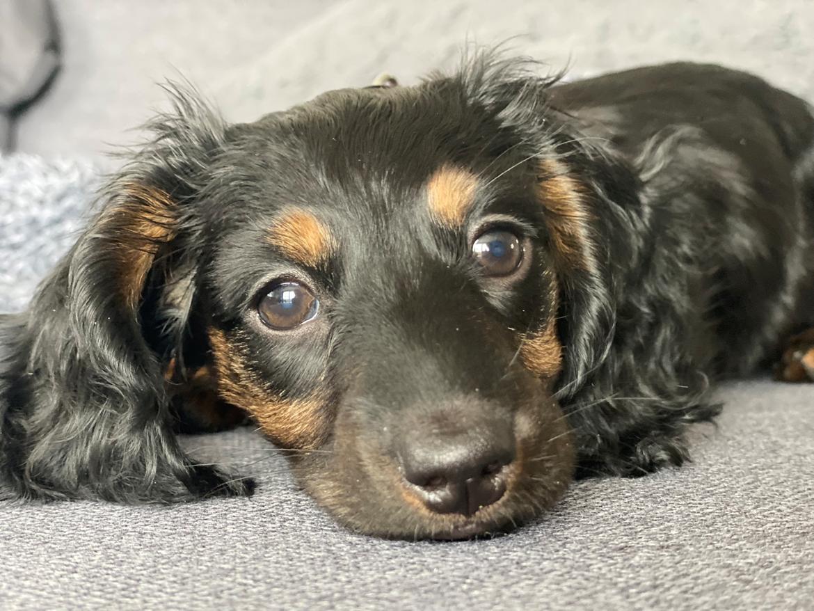 Dværggravhund Sif billede 1