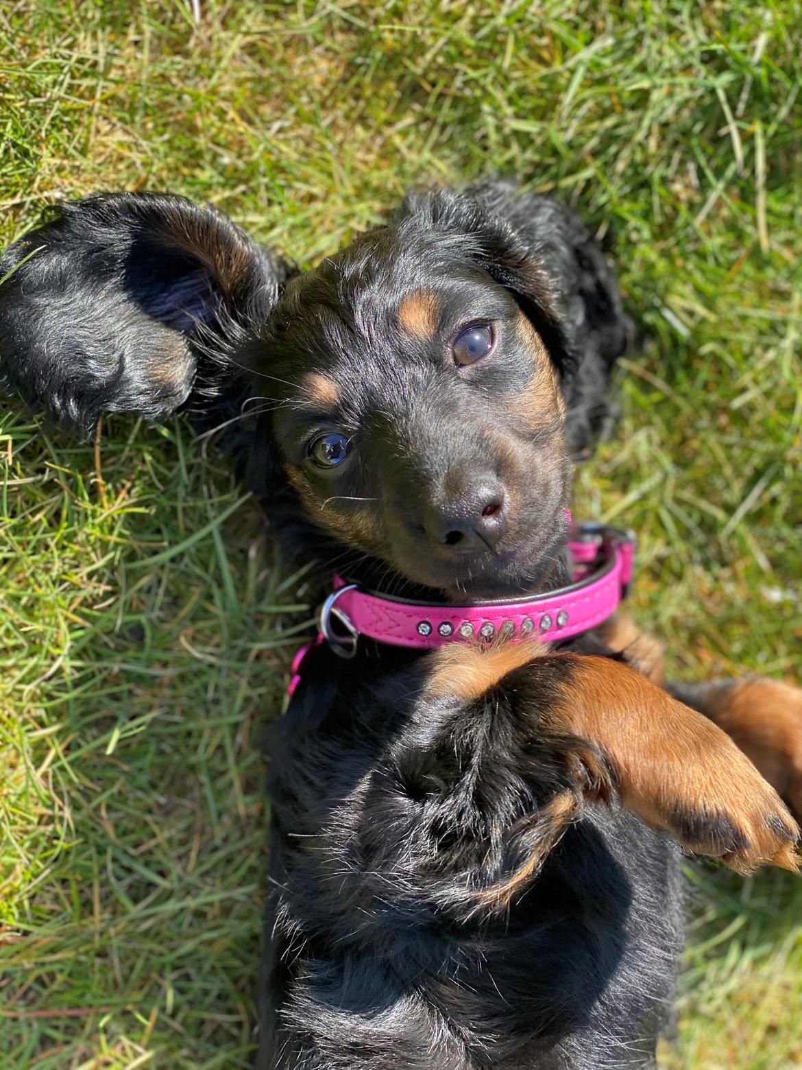 Dværggravhund Sif billede 2