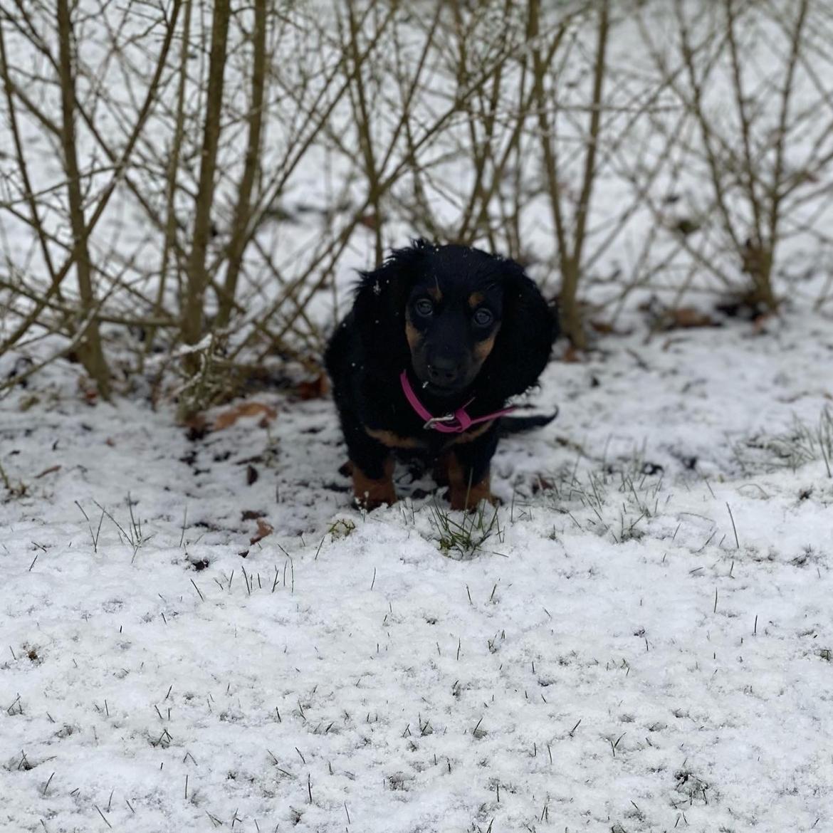 Dværggravhund Sif billede 3