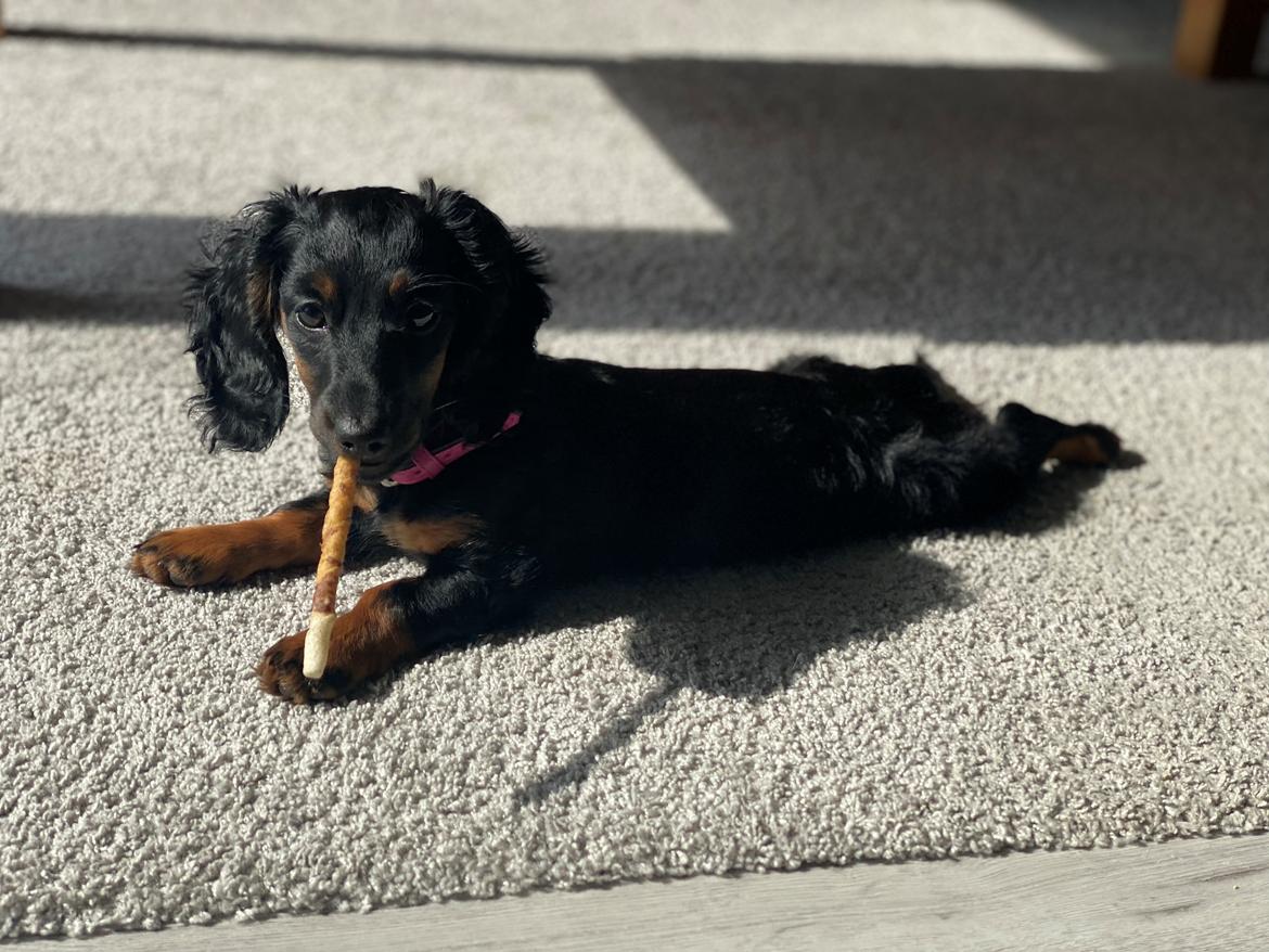 Dværggravhund Sif billede 4