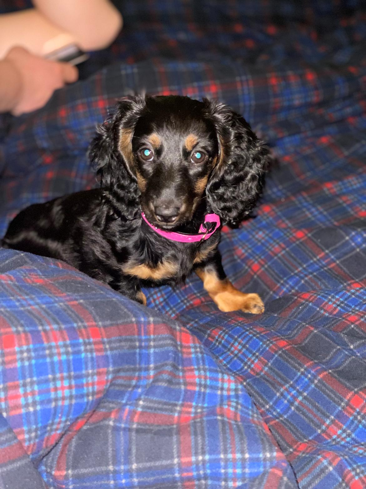 Dværggravhund Sif billede 6