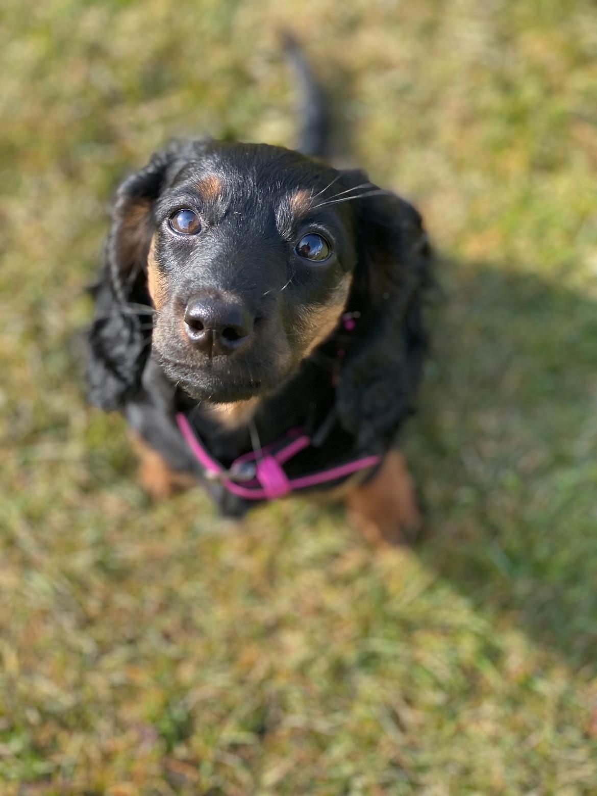 Dværggravhund Sif billede 5