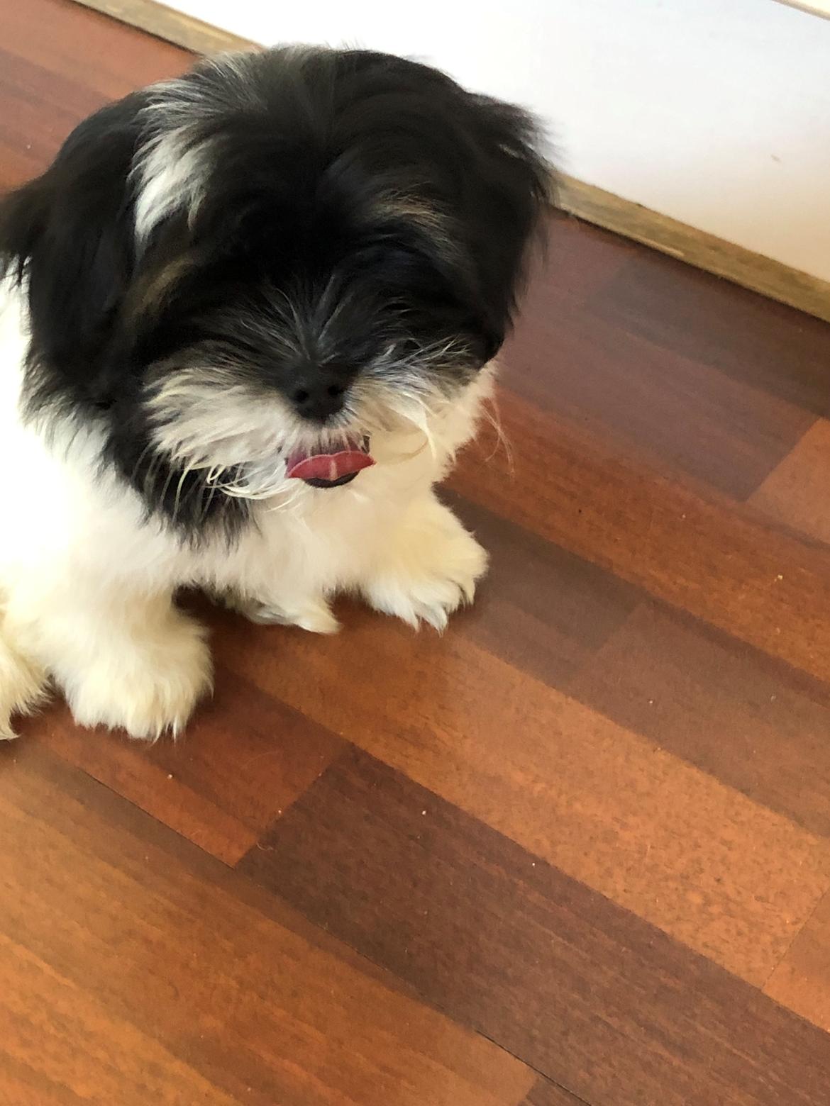 Lhasa apso Mille billede 2