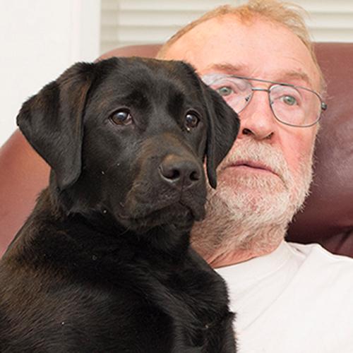 Labrador retriever Zenta billede 1