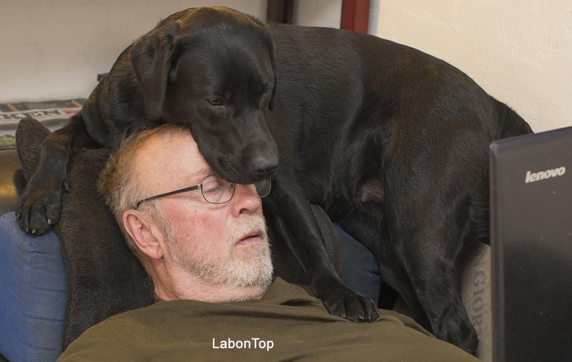 Labrador retriever Zenta billede 2