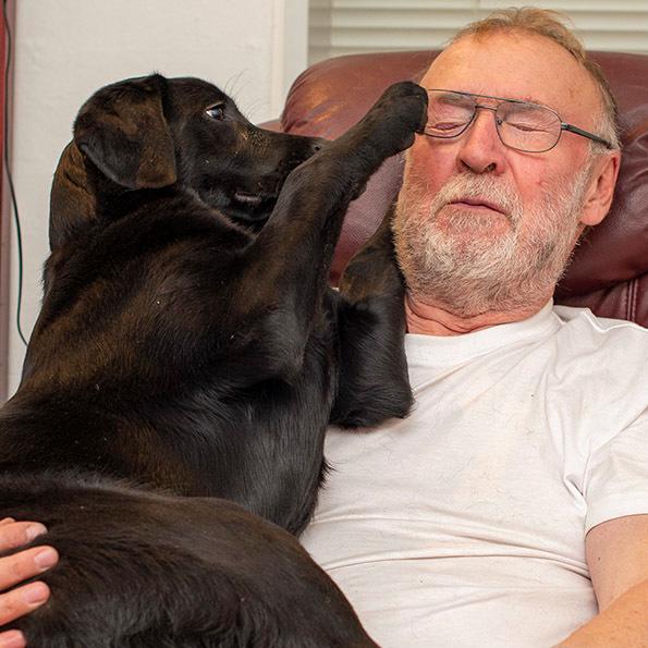 Labrador retriever Zenta billede 3