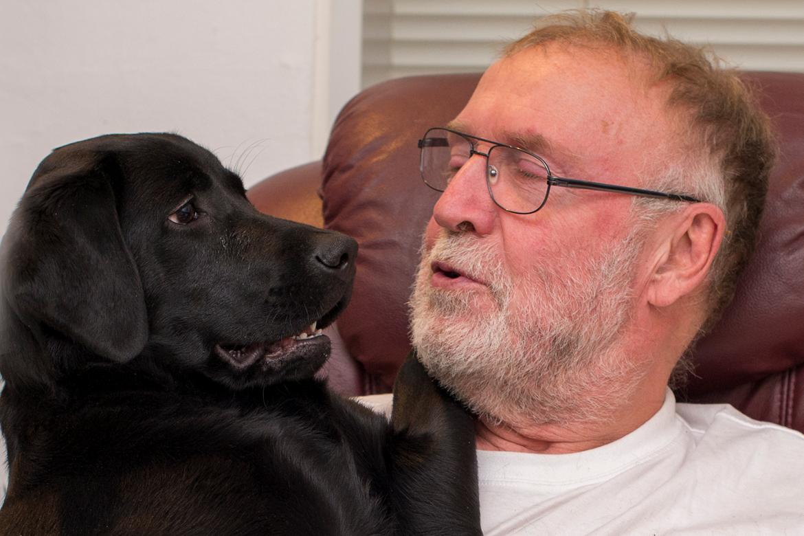 Labrador retriever Zenta billede 4