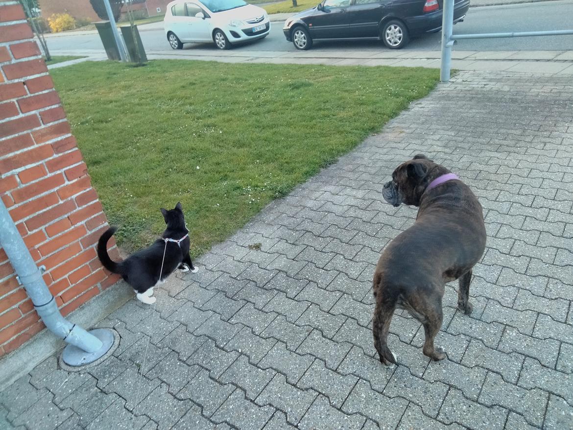 Boxer Kira (Passer) *RIP* billede 38