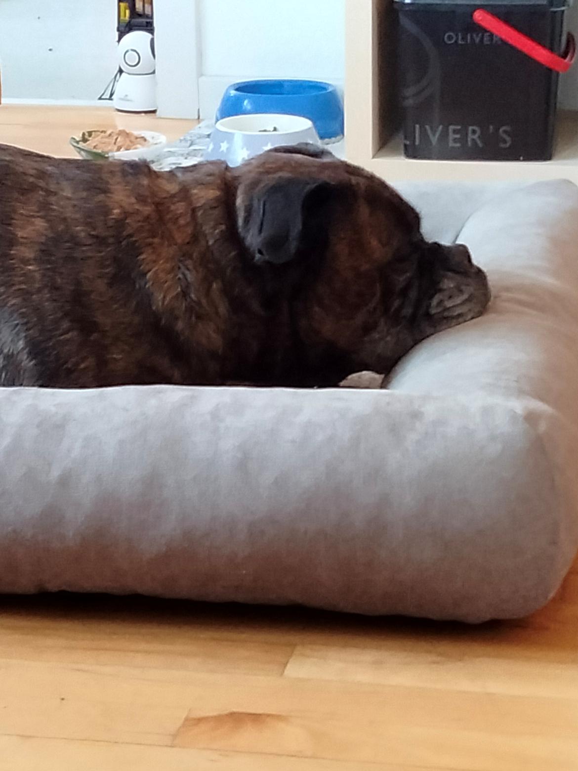 Boxer Kira (Passer) *RIP* billede 36