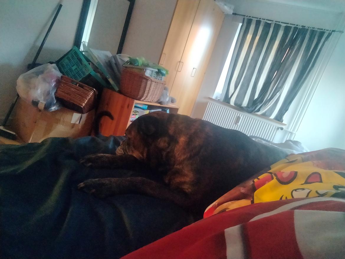 Boxer Kira (Passer) *RIP* billede 37