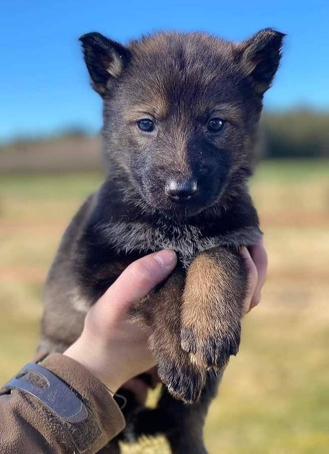 Schæferhund Bayogi Queen. (Enya). billede 13