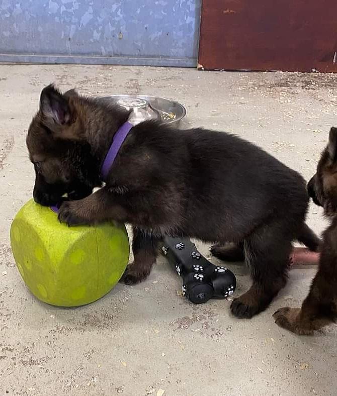 Schæferhund Bayogi Queen. (Enya). billede 43