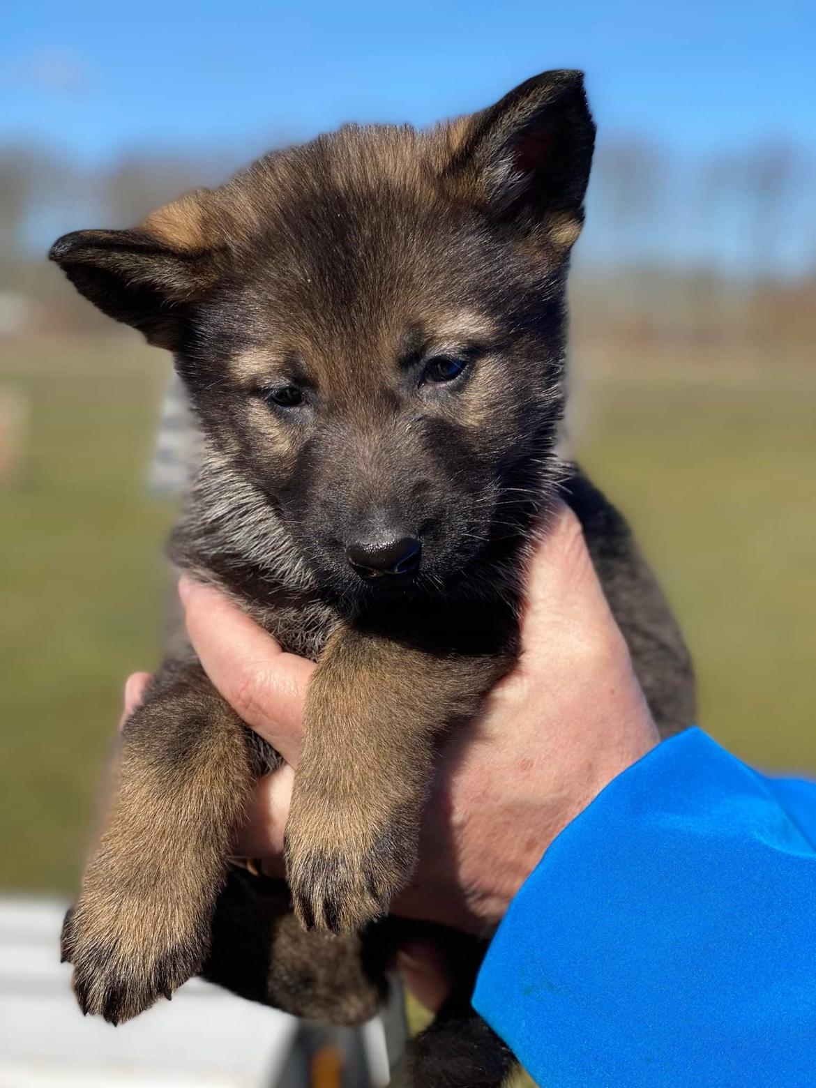 Schæferhund Bayogi Queen. (Enya). billede 11