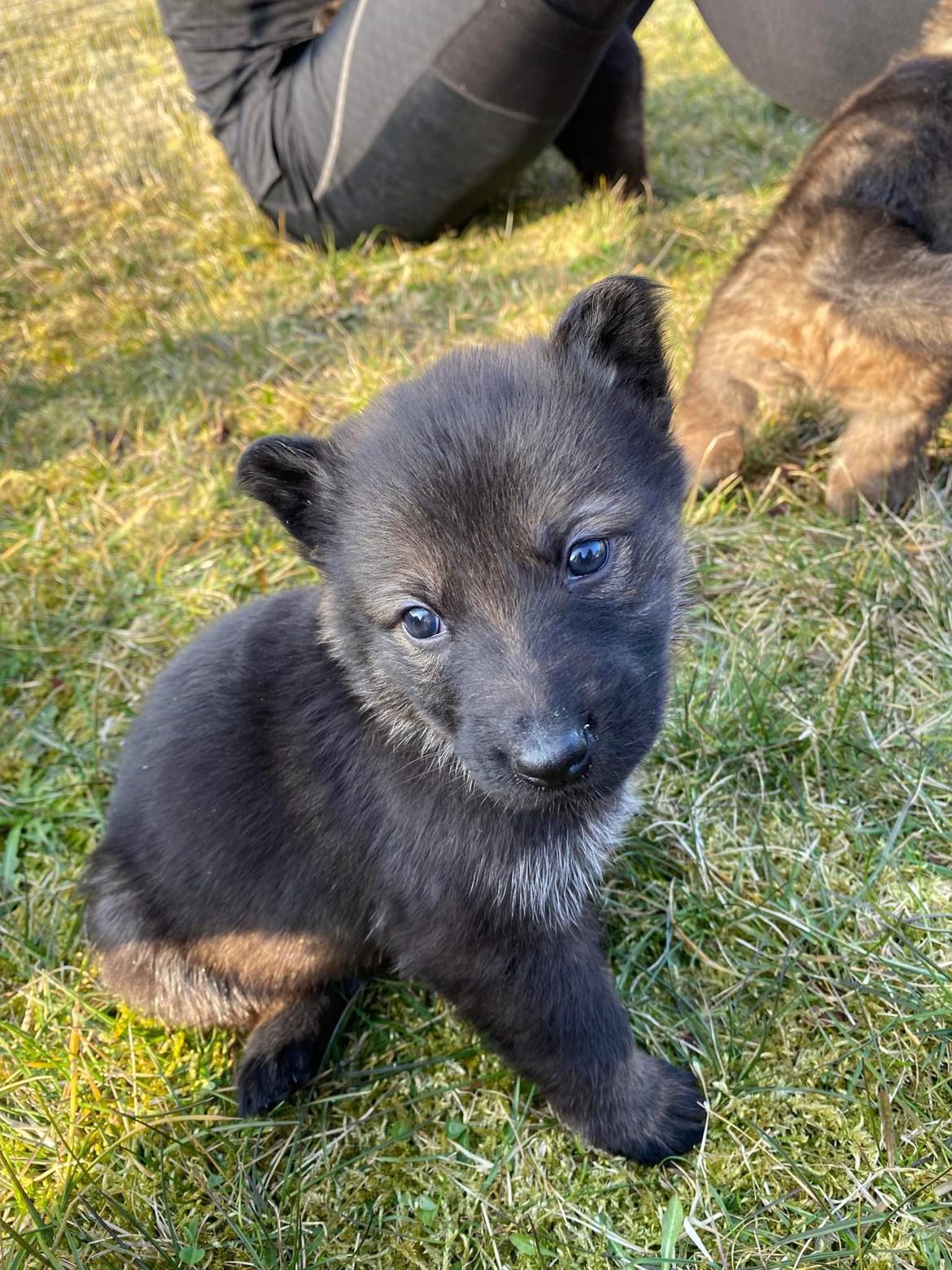Schæferhund Bayogi Queen. (Enya). billede 26