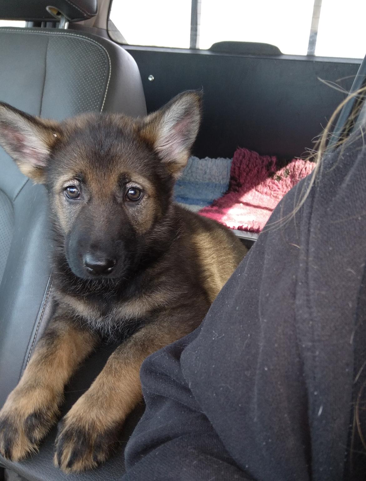 Schæferhund Bayogi Queen. (Enya). billede 33