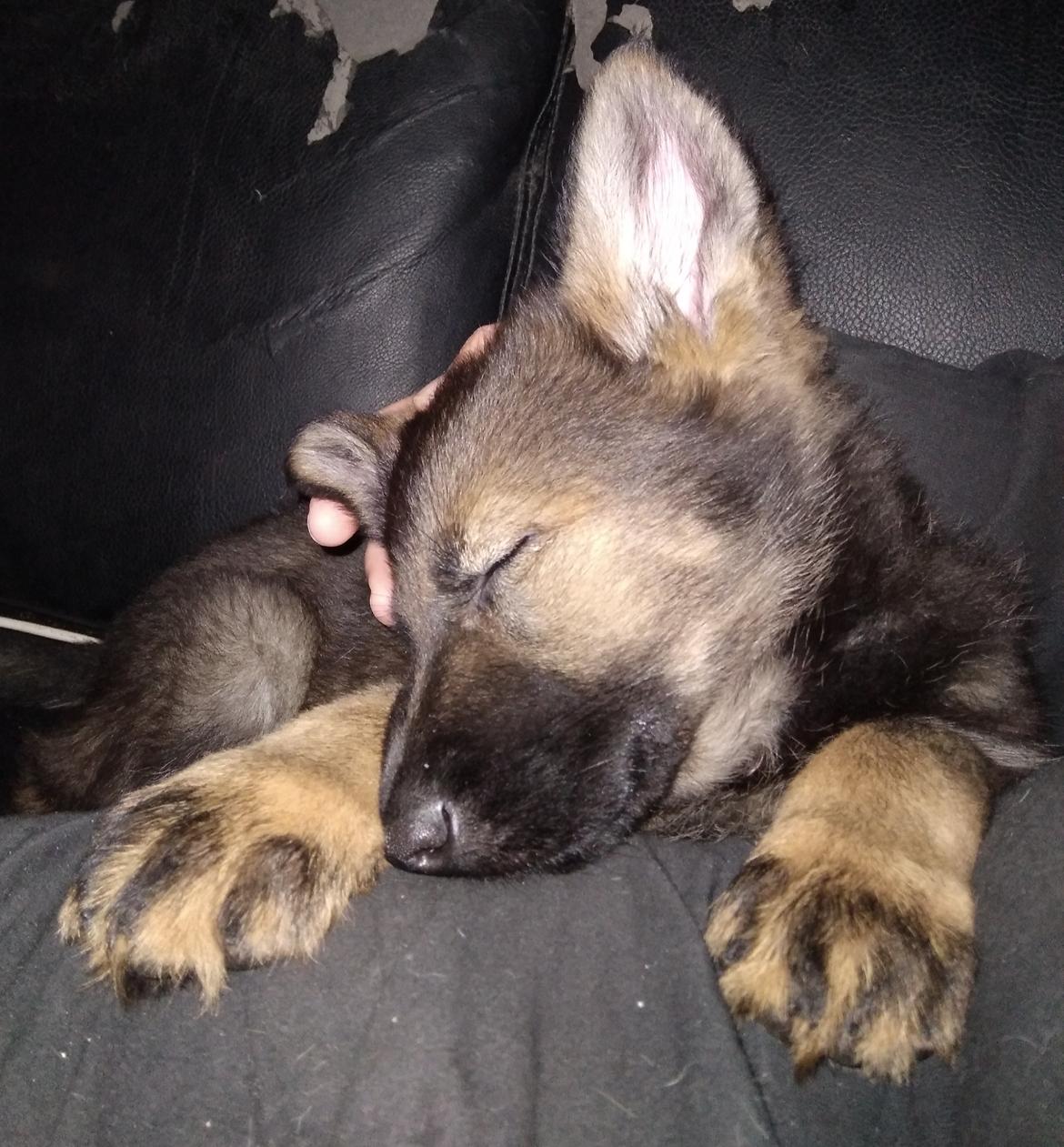 Schæferhund Bayogi Queen. (Enya). billede 30