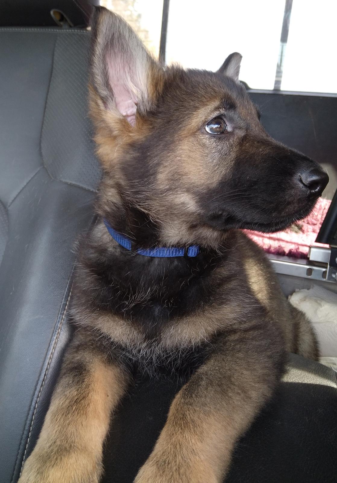 Schæferhund Bayogi Queen. (Enya). billede 28