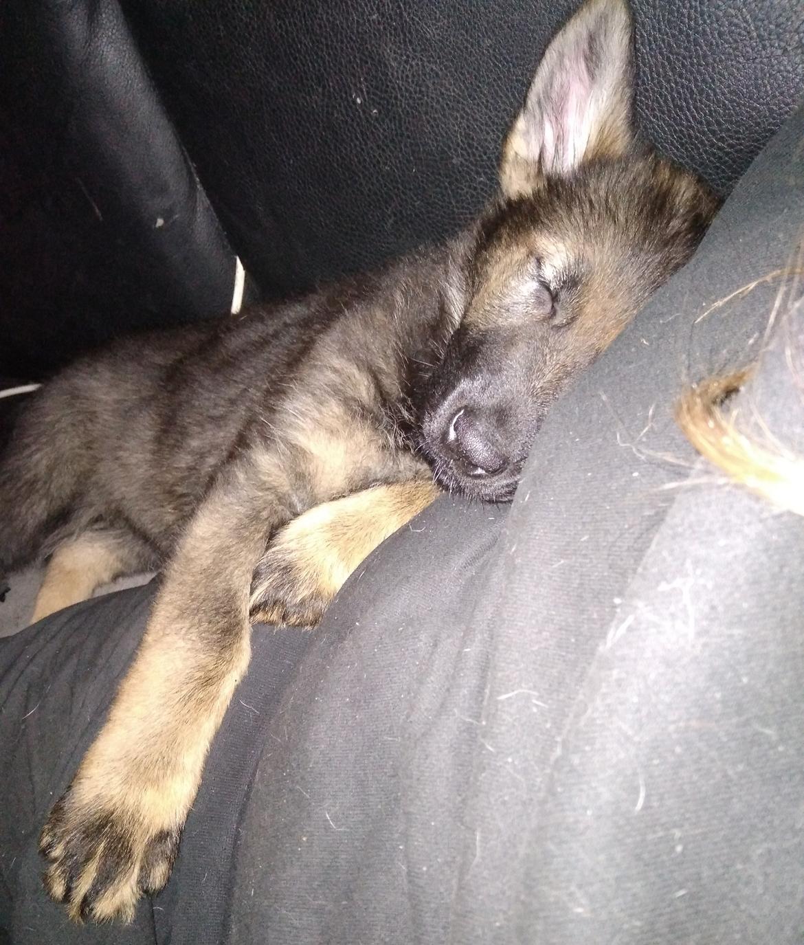 Schæferhund Bayogi Queen. (Enya). billede 39