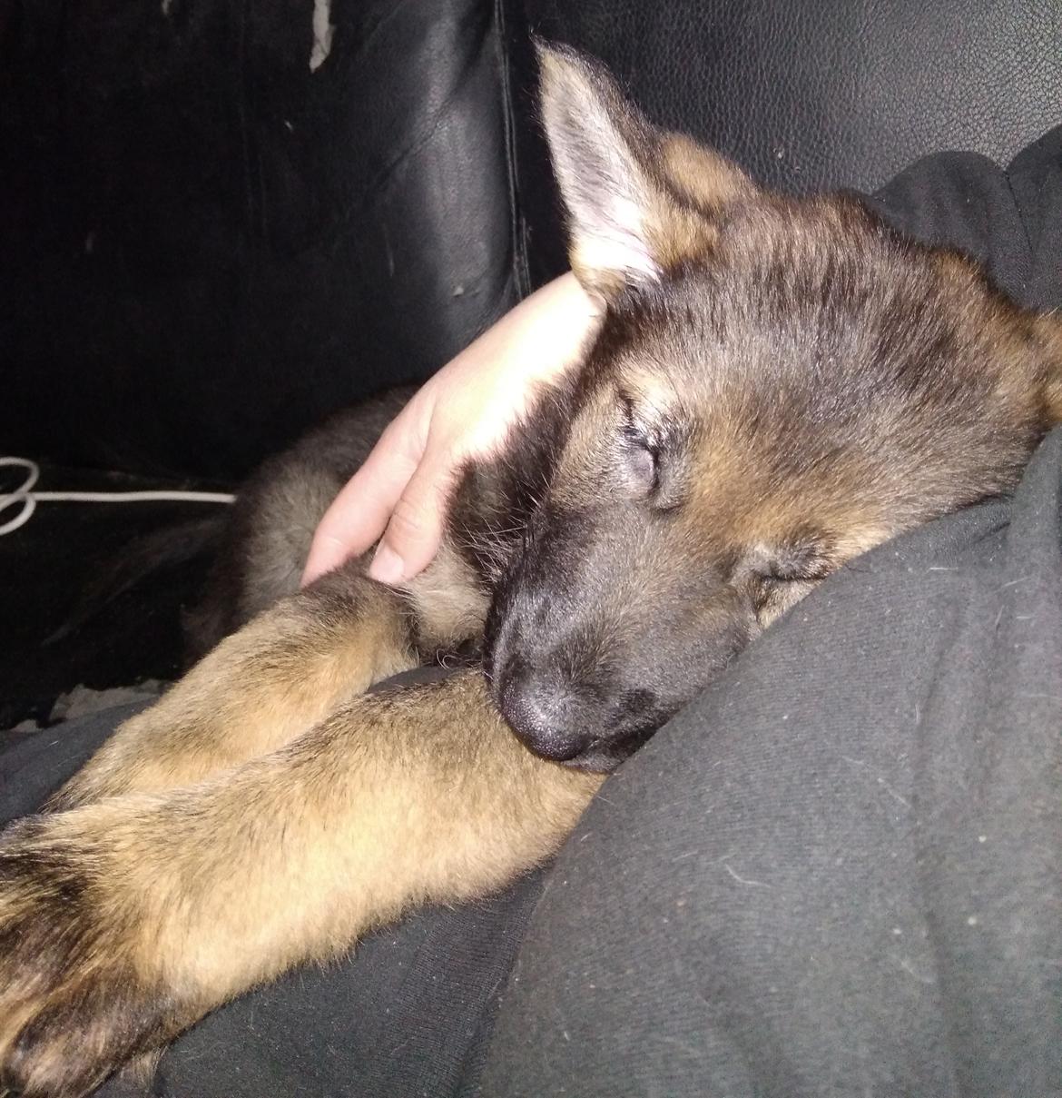 Schæferhund Bayogi Queen. (Enya). billede 40