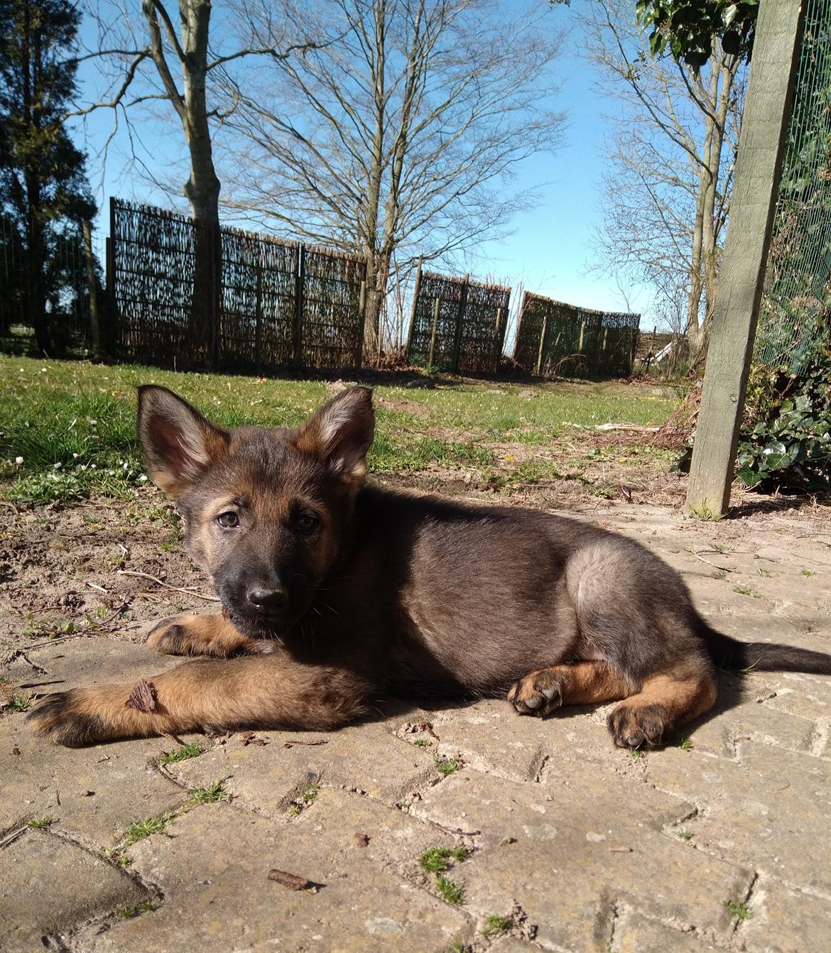 Schæferhund Bayogi Queen. (Enya). billede 42