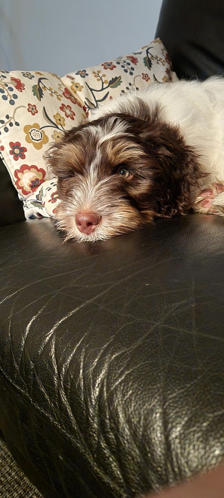 Schapendoes Idéfix billede 9