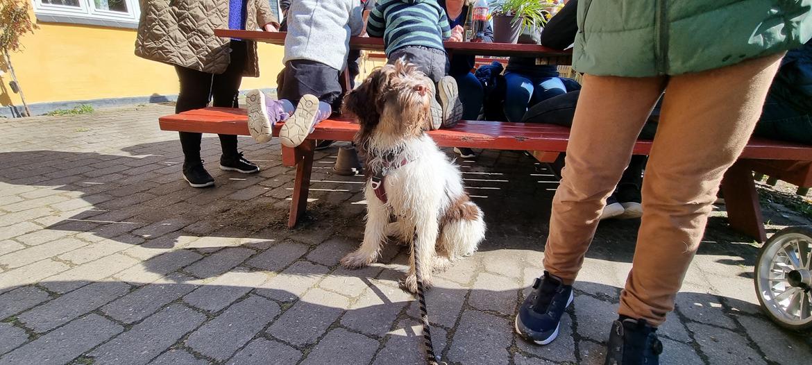 Schapendoes Idéfix billede 8