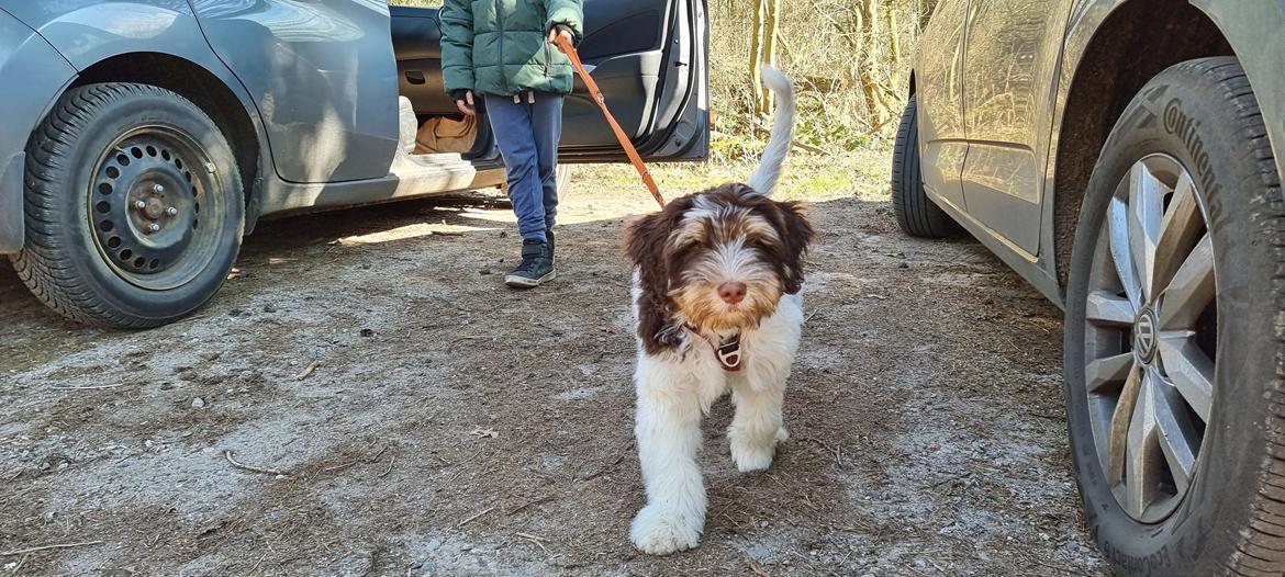 Schapendoes Idéfix billede 10