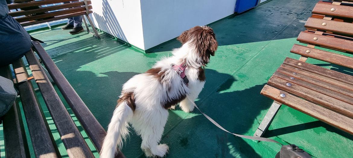 Schapendoes Idéfix billede 6