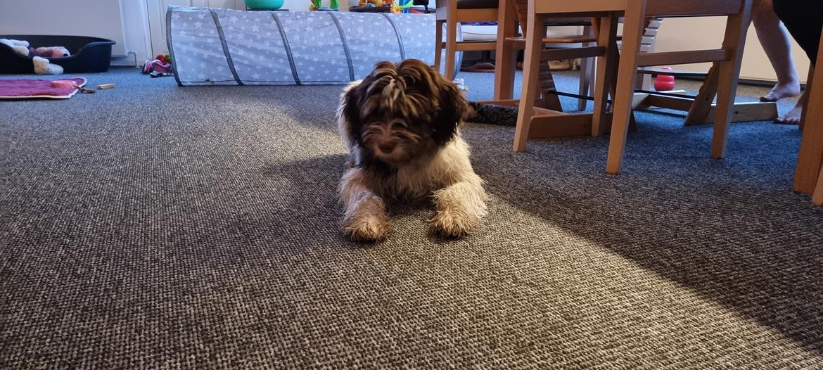 Schapendoes Idéfix billede 5