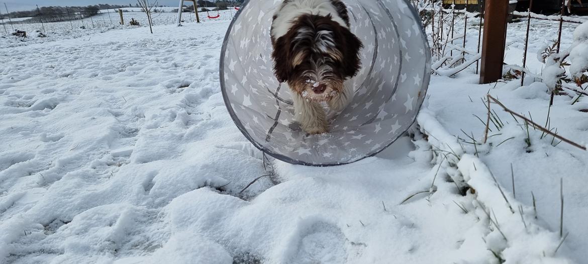 Schapendoes Idéfix billede 12