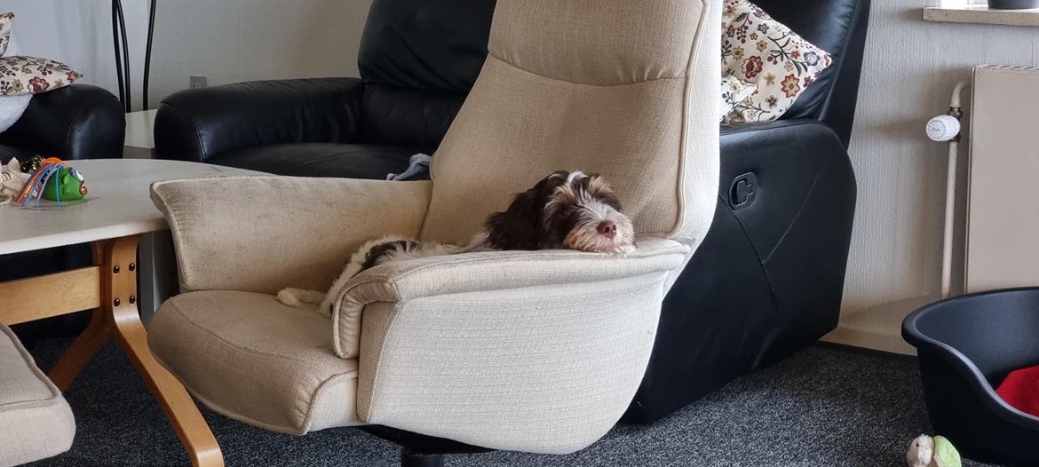 Schapendoes Idéfix billede 4