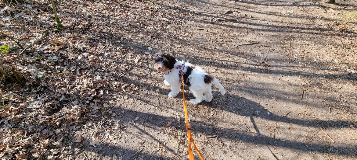 Schapendoes Idéfix billede 11