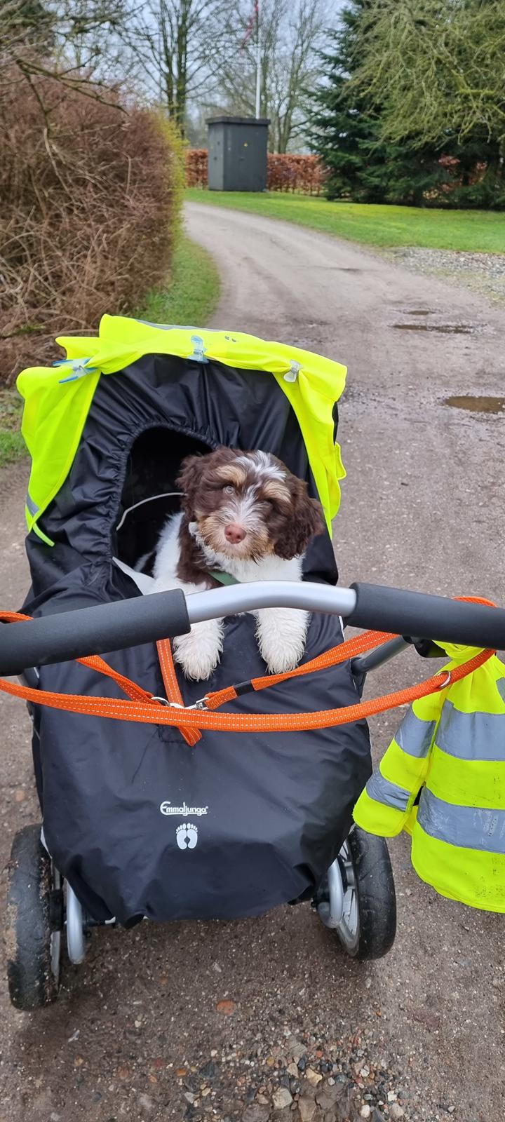 Schapendoes Idéfix billede 3