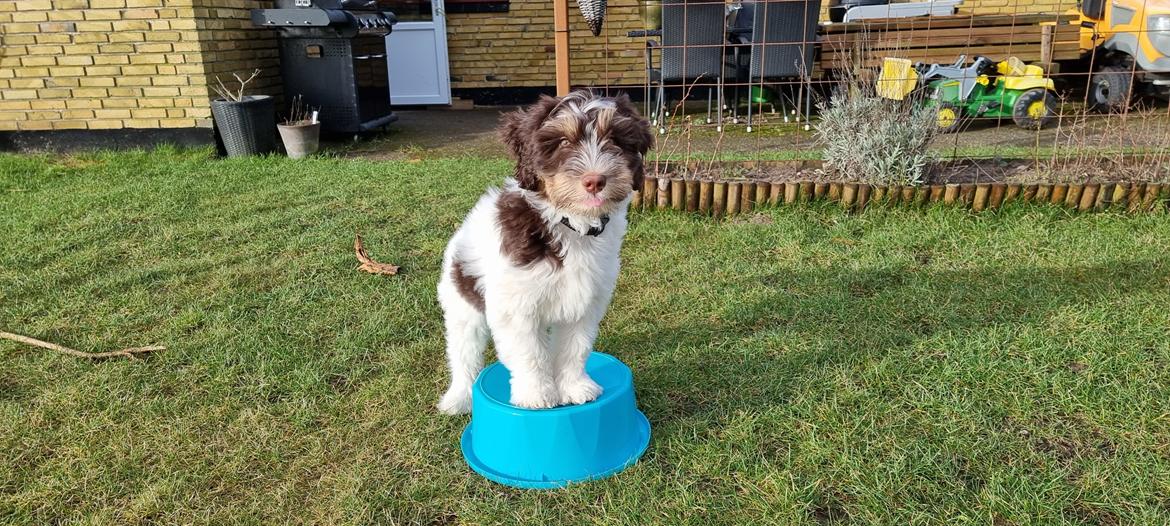 Schapendoes Idéfix billede 7